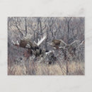 Recherche de orignal cartes postales Chasse