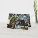 Suche nach koala bear karten Wunderbar
