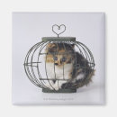 Recherche de aux yeux bleus magnets Chat domestique