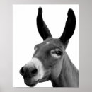 Suche nach auf dem esel poster Foto