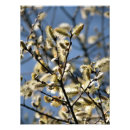 Suche nach waldkatze poster Natur