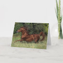 Suche nach stallion karten Reiter