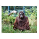 Suche nach primate poster Niedlich