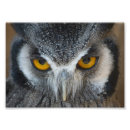 Recherche de hibou noir et blanc posters Oiseau