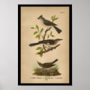 Suche nach vogelbeobachtung kunst Vintag