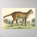Suche nach serval poster Wild