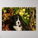 Suche nach boxer hund poster Headshot