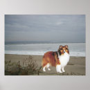 Suche nach sheltie poster Die shetlandinseln schäferhund