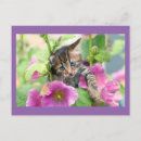 Recherche de chats roses cartes postales Animaux