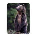 Suche nach stehender magnete Wild lebende tiere