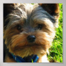 Recherche de yorkshire terrier posters Terriers