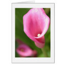 Recherche de zantedeschia cartes postales Plante