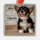 Suche nach pembroke welsh corgi ornamente Welpen