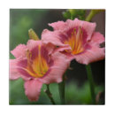 Suche nach rosa lilie fliesen Blüten