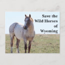 Recherche de chevaux de palomino cartes postales Pour tous