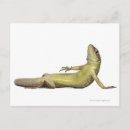 Recherche de lézard cartes postales Reptiles