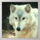 Suche nach timberwolf poster Wild lebende tiere
