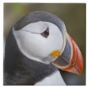 Suche nach seevögel fliesen Tier