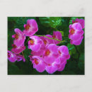 Suche nach orchideen postkarten Botanisch