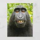 Suche nach selfie postkarten Affe
