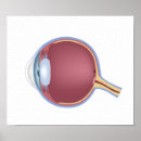 Suche nach retina poster Gesundheitswesen
