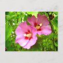 Suche nach hibiscus poster Pink