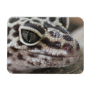 Suche nach leopard magnete Fotografie