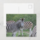 Recherche de safari cartes postales Vacances
