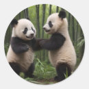 Recherche de panda bébé autocollants Forêt