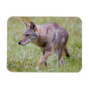 Suche nach werden sie kojote magnete Canis latrans