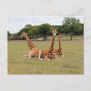 Recherche de africa cartes postales Giraffe