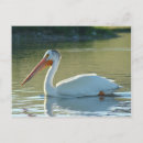 Recherche de pelecanus cartes postales Pélicans blancs américains