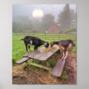 Suche nach ziegen poster Spaß
