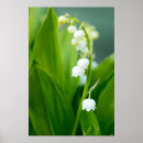Suche nach maiglöckchen poster Natur