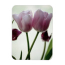Recherche de rose de tulipe magnets Rouge
