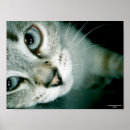 Suche nach katzenartig poster Kätzchen