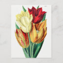 Suche nach vintage tulpen postkarten Blumen