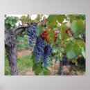 Suche nach grape poster Vineyard