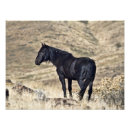 Recherche de étalon noir sauvage art Mustang