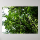 Suche nach tropical rainforest poster Regenwald