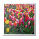 Suche nach tulpe fliesen Für sie