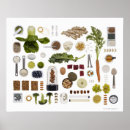 Suche nach gesunde ernährung poster Küchenkunst