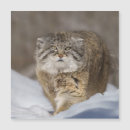 Recherche de felids Nature