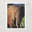 Suche nach amboseli nationalpark postkarten Kenya