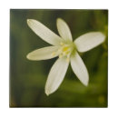 Recherche de étoile de bethlehem Blanc