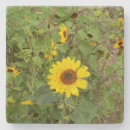 Suche nach ein wind untersetzer Blume