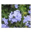 Suche nach hawaii blumen poster Kauai