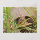 Suche nach die schildkröte postkarten Waage
