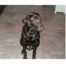 Recherche de animaux familiers photo sculptures Chien