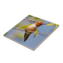 Suche nach hummingbird fliesen Ast